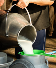 दुधारू पशुओं में लंपी स्किन बीमारी से दूध का उत्पादन हुआ प्रभावित, हो सकता है महंगा