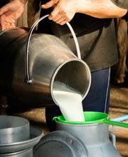 दुग्ध उत्पादन में अव्वल देश में क्यों महंगा हो रहा दूध?